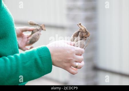 A woman gardener plants a dahlia rhizome in the ground in the garden. Planting a tuber of dahlia flowers in a spring flower garden. Gardening with flo Stock Photo