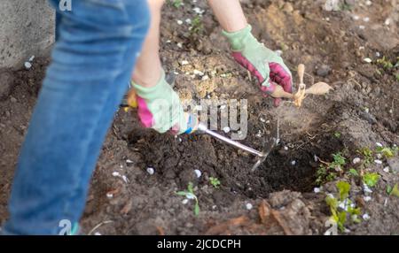 A woman gardener plants a dahlia rhizome in the ground in the garden. Planting a tuber of dahlia flowers in a spring flower garden. Gardening with flo Stock Photo