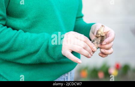 A woman gardener plants a dahlia rhizome in the ground in the garden. Planting a tuber of dahlia flowers in a spring flower garden. Gardening with flo Stock Photo