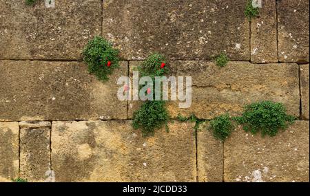 wall of an old castle with poppy flowers growing in the cracks of the masonry Stock Photo