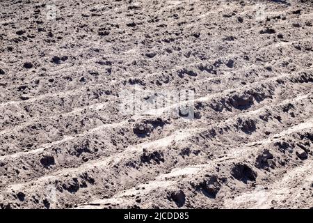 Long flat top rows, furrows, mounds for newly planted potatoes in a rural vegetable garden. A field with several rows of planted potatoes in early spr Stock Photo