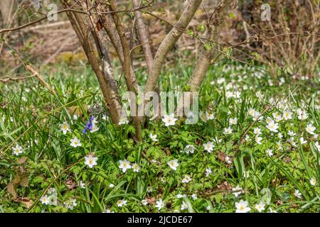 pretty white star shaped flowers of the wood anemone Stock Photo