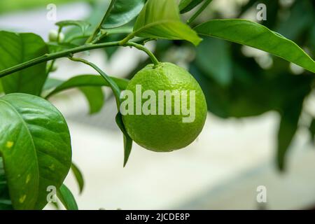 close up of green lime hanging from branch on the lime tree Stock Photo