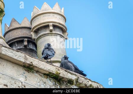 a pair of jackdaws a small black crow with a distinctive silvery sheen to the back of its head perched on a roof and chimney with blue sky in the back Stock Photo