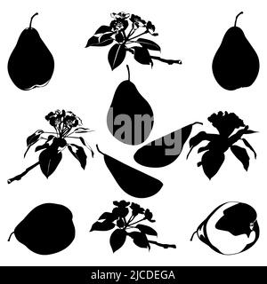 Pear blossom, green pear whole, half, quarter slices. Ripe, juicy fruit, vector. Stock Vector