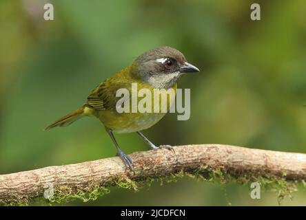 Common Bush-tanager (Chlorospingus flavopectus) adult perched on branch Costa Rica                   march Stock Photo