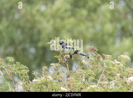 Perched Magpie (Pica pica) Stock Photo