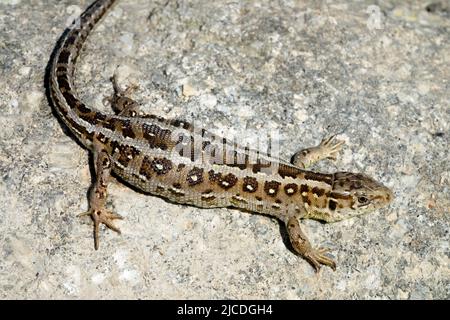Lacerta agilis, Sand Lizard, Basking on Rock, Female, Lizard, Pattern Stock Photo