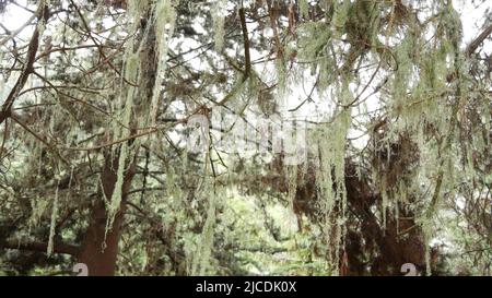 Lace lichen moss hanging, tree branches in foggy misty forest. Surreal woods, fairy mysterious old grove, fantasy woodland. Plants covered with parasite mushroom fungus. Monterey flora, California USA Stock Photo