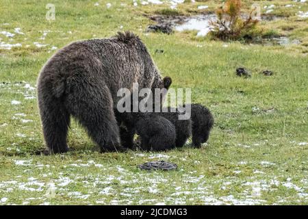 Three grizzly bear spring cubs try to get food as their mother digs for roots at a meadow along the Firehole River in Yellowstone National Park, Wyoming. Stock Photo