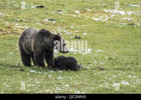 Three grizzly bear spring cubs try to get food as their mother digs for roots at a meadow along the Firehole River in Yellowstone National Park, Wyoming. Stock Photo