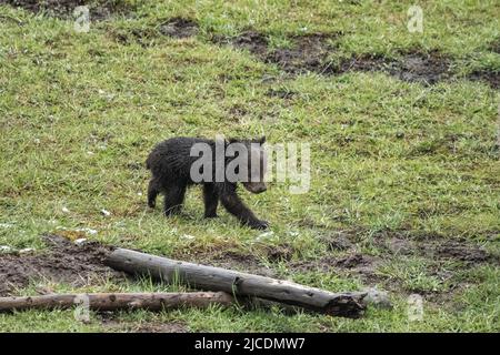 A spring grizzly bear cub plays in a meadow as the mother bear searches for food along the Firehole River in Yellowstone National Park, Wyoming. Stock Photo