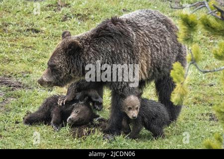 A spring grizzly cub is disciplined by the mother bear while searching for roots to eat at a meadow along the Firehole River in Yellowstone National Park, Wyoming. Stock Photo