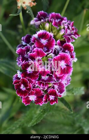 Sweet WIlliam flower (Dianthus barbatus) against a background of green leaves. Stock Photo
