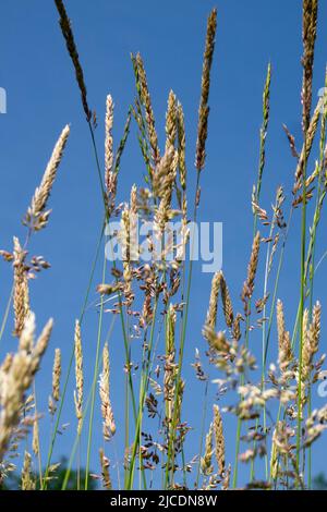 Blades of grass against blue sky Stock Photo