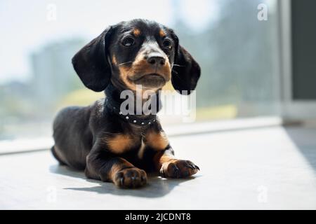 Front view of black, cute dachshund lying indoors, looking up, raising head, interested, thoughtful. Pretty puppy, taksa with brown paws and neck playing indoors. Concept of dogs. Stock Photo