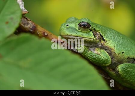 Gray Tree Frog resting on branch in spring Stock Photo