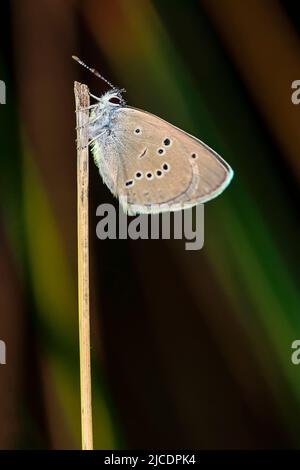 Cyaniris semiargus, the Mazarine blue, is a butterfly of the Lycaenidae family Stock Photo