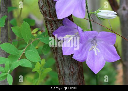 close-up of blue Campanula persicifolia flowers leaning against the cracked trunk of a shrub Stock Photo