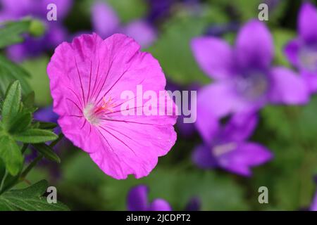 close-up of a dainty pink geranium flower against a green and blue blurry background, copy space Stock Photo
