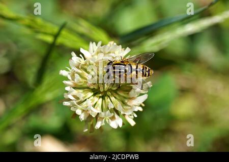 Close up white clover (Trifolium repens), bean family Fabaceae and a Sun fly (Helophilus pendulus), family hoverflies (Syrphidae). Dutch garden. June Stock Photo