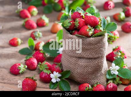 Fresh strawberries in sack on wooden table. Organic delicious strawberries Stock Photo