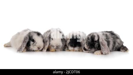 mini lops in front of white background Stock Photo