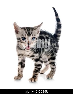 bengal cat in front of white background Stock Photo