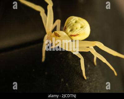 Flower Crab Spider (Misumena vatia) Stock Photo