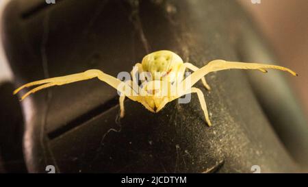 Flower Crab Spider (Misumena vatia) Stock Photo