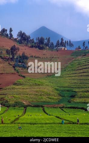 Tea plantation near Gisenyi, Rwanda. Mt Karisimbi in background, part of Virunga Volcanoes. Stock Photo