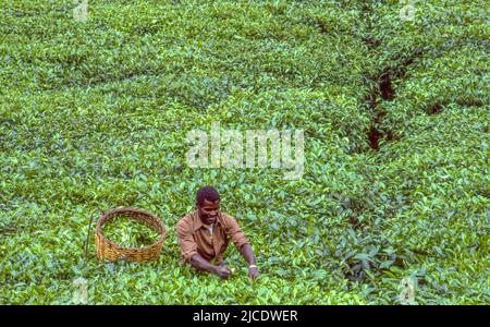 Tea plantation near Gisenyi, Rwanda. Stock Photo