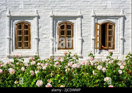 Windows of house and nice rose flowers in Kazan Kremlin, Russia. Vintage windows in old white outside wall in summer. Concept of habitat, eco, home la Stock Photo