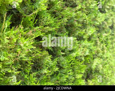 Thuja trees texture background. Coniferous evergreen hedge of home garden, green fence of thuja plants in backyard. Landscaping and nature theme. Stock Photo