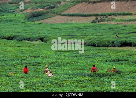 Tea plantation near Gisenyi, Rwanda. Stock Photo