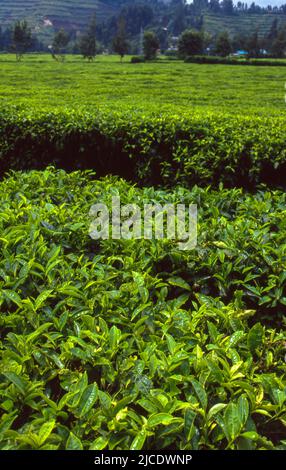 Tea plantation near Gisenyi, Rwanda. Stock Photo