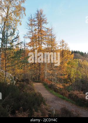 Path winding through the autumn colours of a forest of tall larch & pine trees at Rogie Falls, on the Black Water river, near Strathpeffer, Stock Photo