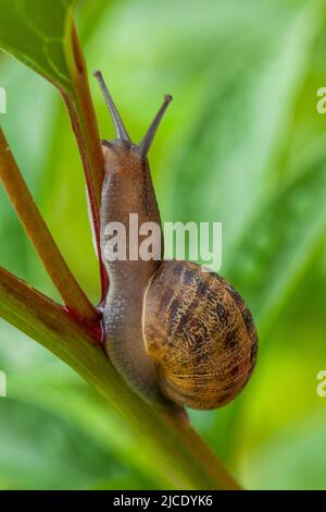 Garden snail close up on a plant, green background with brown shell pest Stock Photo