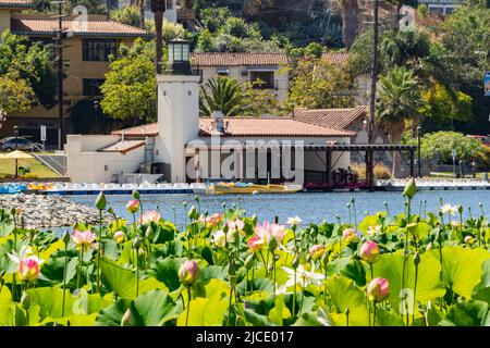 Close up shot of Lotus flower blossom at Los Angeles Stock Photo