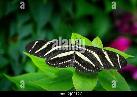 Zebra Longwing Butterfly flying freely in a vivarium. Stock Photo