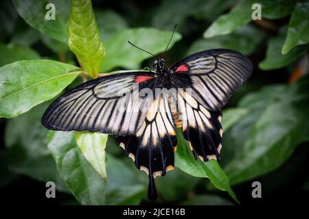 Great Mormon butterfly flying freely in a vivarium. Stock Photo