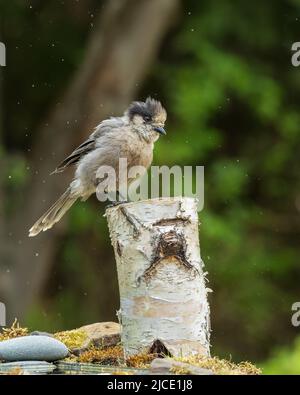 Gray Jay or Canada Jay in Alaska Stock Photo