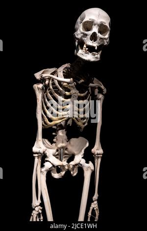 Human skeleton on a black background isolated. Stock Photo