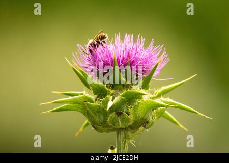 Prickly Silybum marianum, Flower, Bee on, Milk Thistle, Honey bee, On, Bloom Stock Photo