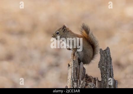 An American tree squirrel in Alaska Stock Photo
