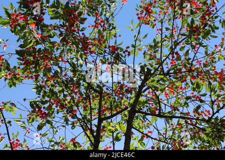 Dwarf cherry fruits, Italian taste and flavor Stock Photo