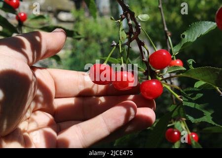 Dwarf cherry fruits, Italian taste and flavor in a hand Stock Photo