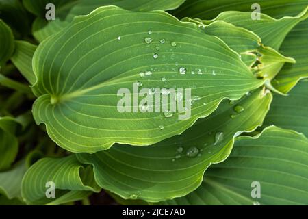 Leaves of Hosta ‘Invincible’ in Spring Stock Photo