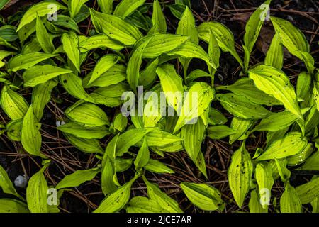 Leaves of Hosta ‘Twist of Lime’ in Spring Stock Photo