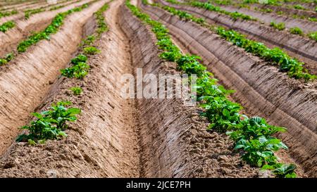 Potato field. Sprouts of young plants appeared from the ground Stock Photo